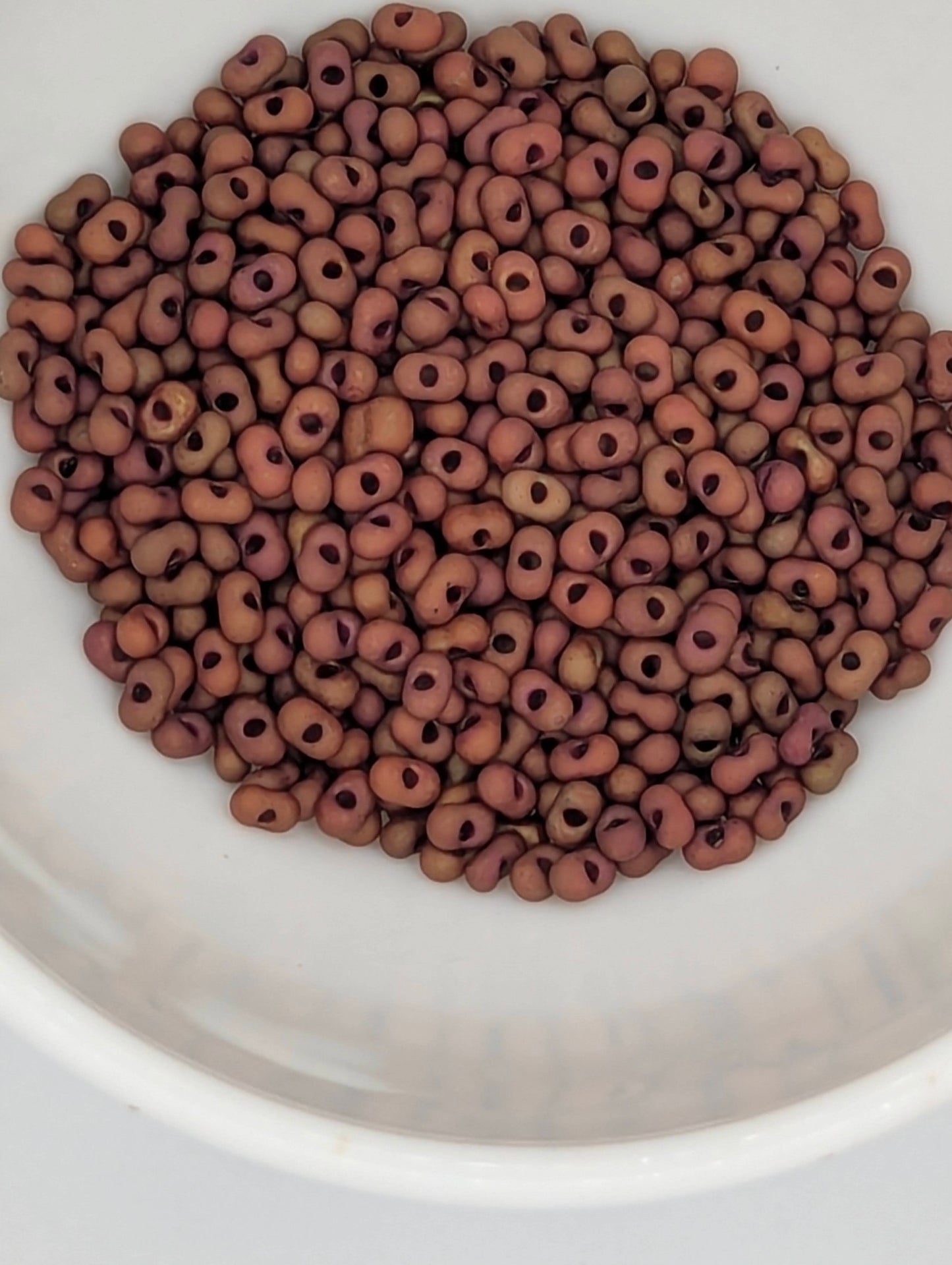 F904 2x4 Peanut - 8o